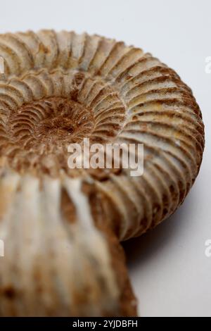 Amimonite fossile, espèce périspinctes dans la matrice calcaire - Jurassique Callovien - Oxfordien 160165 millions d'années de Madagascar- 14 novembre 2024 Banque D'Images