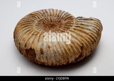 Amimonite fossile, espèce périspinctes dans la matrice calcaire - Jurassique Callovien - Oxfordien 160165 millions d'années de Madagascar- 14 novembre 2024 Banque D'Images