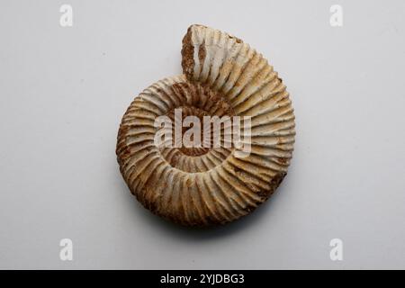 Amimonite fossile, espèce périspinctes dans la matrice calcaire - Jurassique Callovien - Oxfordien 160165 millions d'années de Madagascar- 14 novembre 2024 Banque D'Images