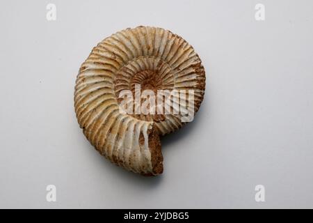 Amimonite fossile, espèce périspinctes dans la matrice calcaire - Jurassique Callovien - Oxfordien 160165 millions d'années de Madagascar- 14 novembre 2024 Banque D'Images