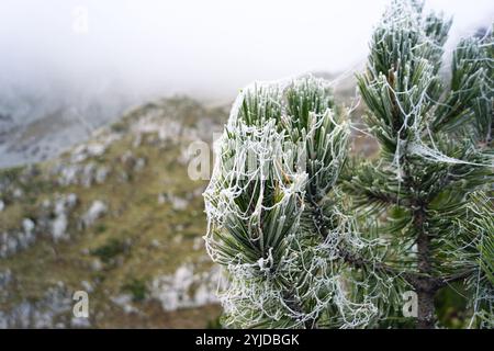 Le début du froid dans les montagnes : branches de pin recouvertes d'une toile de gel sur fond de pentes de montagne (Prokletije, Monténégro) Banque D'Images