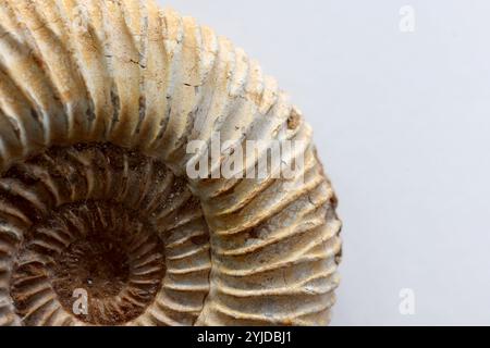 Amimonite fossile, espèce périspinctes dans la matrice calcaire - Jurassique Callovien - Oxfordien 160165 millions d'années de Madagascar- 14 novembre 2024 Banque D'Images