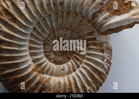 Amimonite fossile, espèce périspinctes dans la matrice calcaire - Jurassique Callovien - Oxfordien 160165 millions d'années de Madagascar- 14 novembre 2024 Banque D'Images