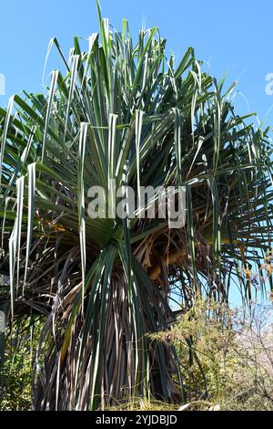 Pandanus variabilis est un petit arbre endémique de Madagascar. Cette photo a été prise dans le parc national d'Isalo, Madagascar. Banque D'Images