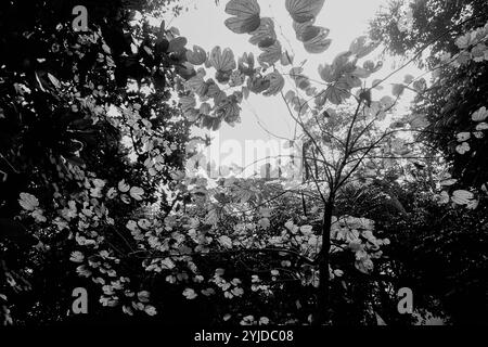 Feuilles lumineuses rétroéclairées contre le ciel sans nuages, image de la nature en noir et blanc, Howrah, Bengale occidental, Inde. Banque D'Images