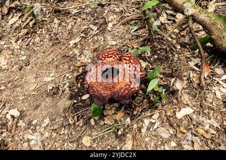 Fleur de Rafflesia fleurissant vue de dessus dans la jungle de Bornéo, Malaisie Banque D'Images