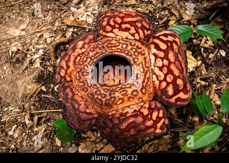 Fleur de Rafflesia fleurissant vue de dessus dans la jungle de Bornéo, Malaisie Banque D'Images
