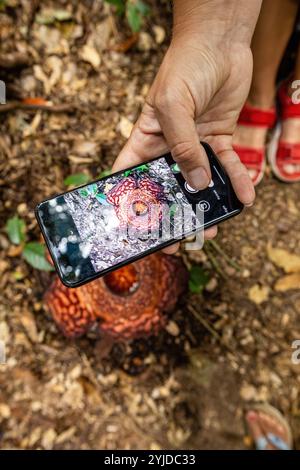 Fleur de Rafflesia fleurissant vue de dessus dans la jungle de Bornéo, Malaisie Banque D'Images