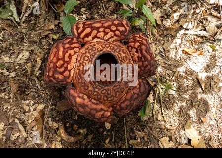 Fleur de Rafflesia fleurissant vue de dessus dans la jungle de Bornéo, Malaisie Banque D'Images