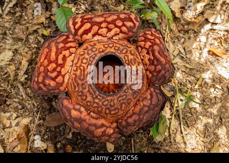 Fleur de Rafflesia fleurissant vue de dessus dans la jungle de Bornéo, Malaisie Banque D'Images