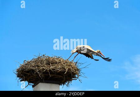 Couvée de cigognes blanches (Ciconia Ciconia), oiseau adulte vole loin du nid sur Une cheminée, Rust, Burgenland, Autriche Banque D'Images