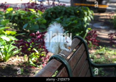 Écureuil gris albinos de l'est - Sciurus carolinensis dans le jardin de la compagnie, Capetown, Afrique du Sud Banque D'Images
