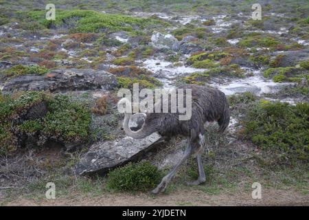 Femelle autruche commune - Struthio camelus Banque D'Images