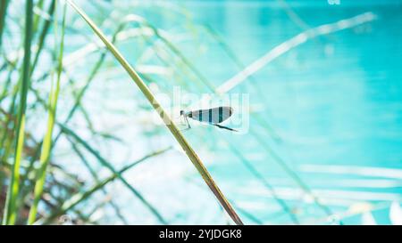 Le parc national des Lacs de Plitvice en Croatie Banque D'Images