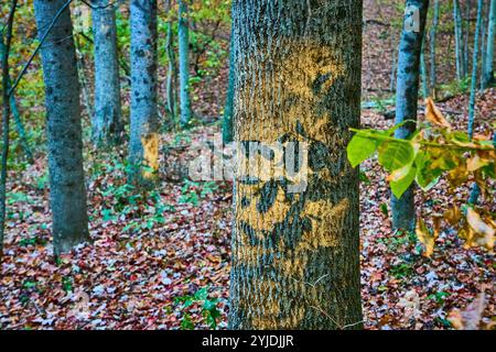 Marquage des sentiers forestiers d'automne à Hocking Hills au niveau des yeux Banque D'Images