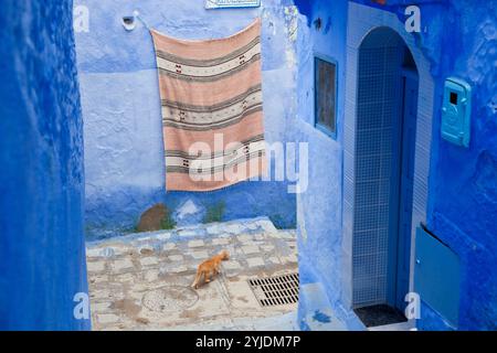 Cat in Lane, Chefchaouen, Maroc Banque D'Images