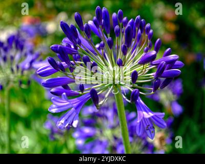 Gros plan de fleur d'agapanthus bleue dans le jardin à la française Banque D'Images