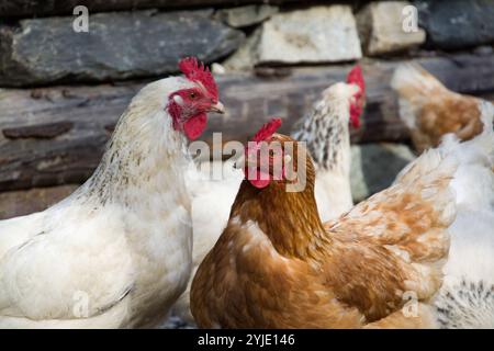 Poulets élevés en liberté dans une ferme en Autriche., Frei laufende Hühner auf einem Bauernhof à Österreich. Banque D'Images