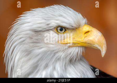 C'est un aigle chauve américain mature de la Fondation nationale pour protéger les aigles d'Amérique. Il s'appelle Challenger. Il montre le haut de son corps avec h. Banque D'Images