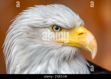 C'est un aigle chauve américain mature de la Fondation nationale pour protéger les aigles d'Amérique. Il s'appelle Challenger. Il montre le haut de son corps avec h. Banque D'Images