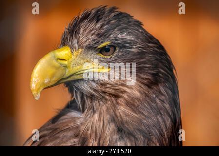 Aigle de mer de Steller (Haliaeetus pelagicus). Banque D'Images