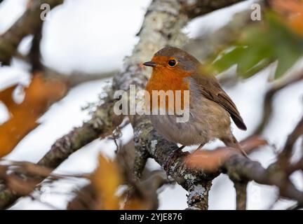 Gros plan d'un Robin perché dans un arbre entouré de feuilles colorées automnales dans le Dorset, Royaume-Uni Banque D'Images