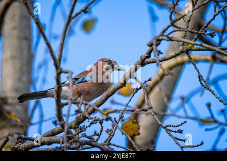 Gros plan d'un Blue Jay perché dans un arbre aux feuilles colorées automnales dans le Dorset, au Royaume-Uni Banque D'Images