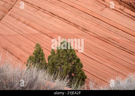 Les Coyote Buttes sont une chaîne de montagnes située principalement dans le Vermilion Cliffs National Monument en Utah, USA, Die Coyote Buttes sind ein größtenteils Banque D'Images