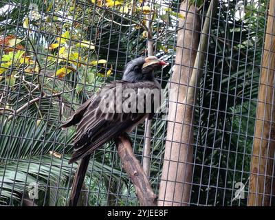 Hornbill africain perché sur une branche dans une enceinte de zoo Banque D'Images