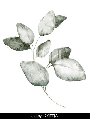 Aquarelle feuilles d'eucalyptus dessinant sur fond isolé. Clipart dessinée à la main illustration exotique silhouettes branches plantes. Eléments botaniques Banque D'Images
