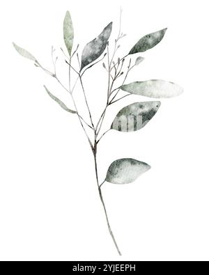 Aquarelle feuilles d'eucalyptus dessinant sur fond isolé. Clipart dessinée à la main illustration exotique silhouettes branches plantes. Eléments botaniques Banque D'Images