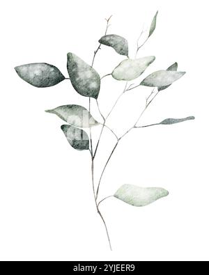 Aquarelle feuilles d'eucalyptus dessinant sur fond isolé. Clipart dessinée à la main illustration exotique silhouettes branches plantes. Eléments botaniques Banque D'Images