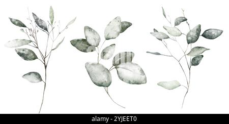 Aquarelle feuilles d'eucalyptus dessinant sur fond isolé. Clipart dessinée à la main illustration exotique silhouettes branches plantes. Eléments botaniques Banque D'Images