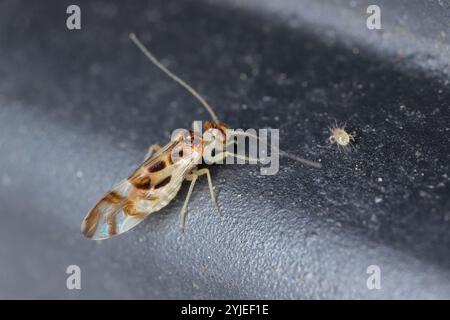 Graphopsocus cruciatus Bark Fly ou Bark Louse. Insecte ailé adulte sur un fond sombre. Banque D'Images