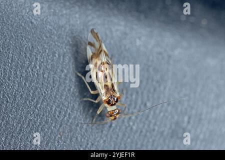 Graphopsocus cruciatus Bark Fly ou Bark Louse. Insecte ailé adulte sur un fond sombre. Banque D'Images