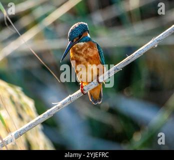 Martin pêcheur commun perché sur un roseau, marais d'Akrotiri, Chypre. Banque D'Images