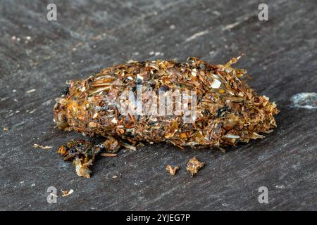 Granulés régurgités de corneille charoie (Corvus corone) gros plan montrant des restes d'insectes et d'invertébrés Banque D'Images