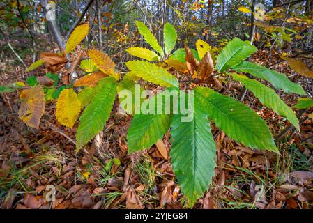 Châtaignier doux / châtaignier espagnol (Castanea sativa) gros plan de feuilles aux couleurs d'automne / couleurs d'automne en forêt Banque D'Images