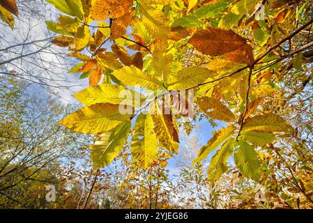 Châtaignier doux / châtaignier espagnol (Castanea sativa) gros plan de feuilles jaunes aux couleurs d'automne / couleurs d'automne en forêt Banque D'Images