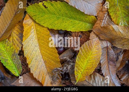 Châtaignier doux (Castanea sativa) gros plan de cupules épineuses tombées et de feuilles jaunes et brunes aux couleurs d'automne sur le sol forestier dans les bois Banque D'Images