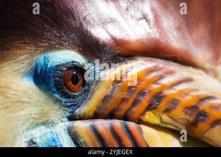 Helmeted Hornbill, nom latin Aceros cassidix., Helmhornvogel, lateinsch genannt Aceros cassidix. Banque D'Images