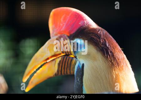 Helmeted Hornbill, nom latin Aceros cassidix., Helmhornvogel, lateinsch genannt Aceros cassidix. Banque D'Images