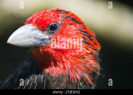 Barbet brun, nom latin Lybius melanopterus., Braunbrust-Bartvogel, lateinisch genannt Lybius melanopterus. Banque D'Images