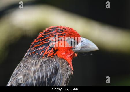 Barbet brun, nom latin Lybius melanopterus., Braunbrust-Bartvogel, lateinisch genannt Lybius melanopterus. Banque D'Images