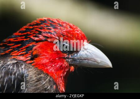 Barbet brun, nom latin Lybius melanopterus., Braunbrust-Bartvogel, lateinisch genannt Lybius melanopterus. Banque D'Images