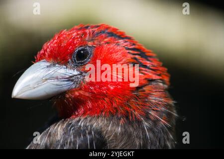 Barbet brun, nom latin Lybius melanopterus., Braunbrust-Bartvogel, lateinisch genannt Lybius melanopterus. Banque D'Images