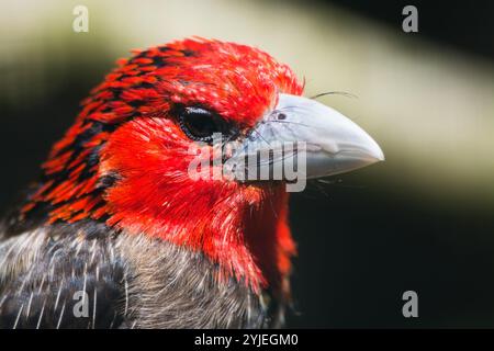 Barbet brun, nom latin Lybius melanopterus., Braunbrust-Bartvogel, lateinisch genannt Lybius melanopterus. Banque D'Images