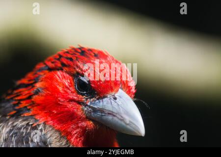 Barbet brun, nom latin Lybius melanopterus., Braunbrust-Bartvogel, lateinisch genannt Lybius melanopterus. Banque D'Images