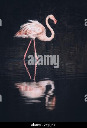 Vue latérale d'un flamant rose (Phoenicopteridae) pataugant dans l'eau, reflétant dans l'eau, une humeur sombre Banque D'Images