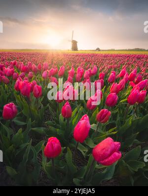 Lever du soleil sur Tulip Fields et Windmill, pays-Bas Banque D'Images